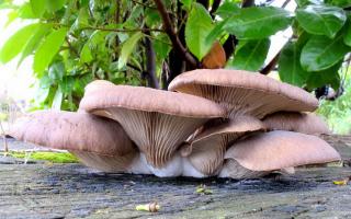 Вешенка обыкновенная – самый «домашний» гриб