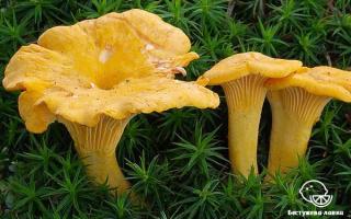 Польза и вред грибов лисичек