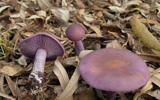 Funghi crudi: tipi commestibili e non commestibili, loro foto e descrizioni