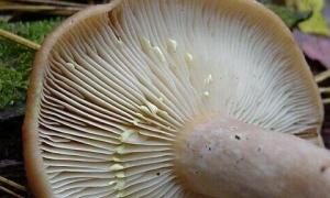 Ätliga svampar: falska mjölksvampar