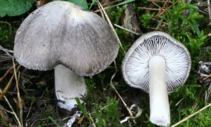Comment mariner les champignons à pattes bleues