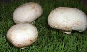 Champignons - mushrooms of kings