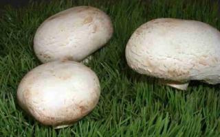 Šampinjoni - kraljevske gljive
