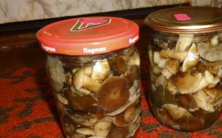 Hur man picklar honungssvampar för vintern i burkar - enkla recept