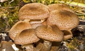 Kako kuhati za zimnicu i prednosti kiselih gljiva
