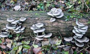 Where do oyster mushrooms grow and what is their value?