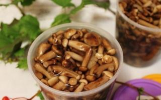 Come mettere in salamoia i funghi chiodini - ricette calde per prepararli per l'inverno