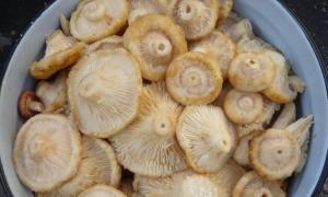 Tople i hladne slane mliječne gljive: recepti za zimnicu