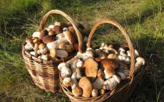 Простые пошаговые рецепты приготовления маринованных белых грибов на зиму в домашних условиях