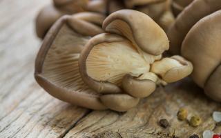 Oyster mushroom dishes