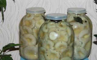 Hur man picklar mjölksvamp: 6 enkla recept för vintern