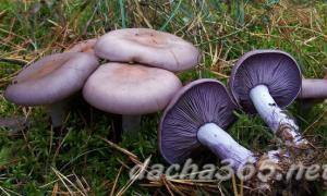 Řadové houby: fotografie a popisy, jedlé a nejedlé druhy