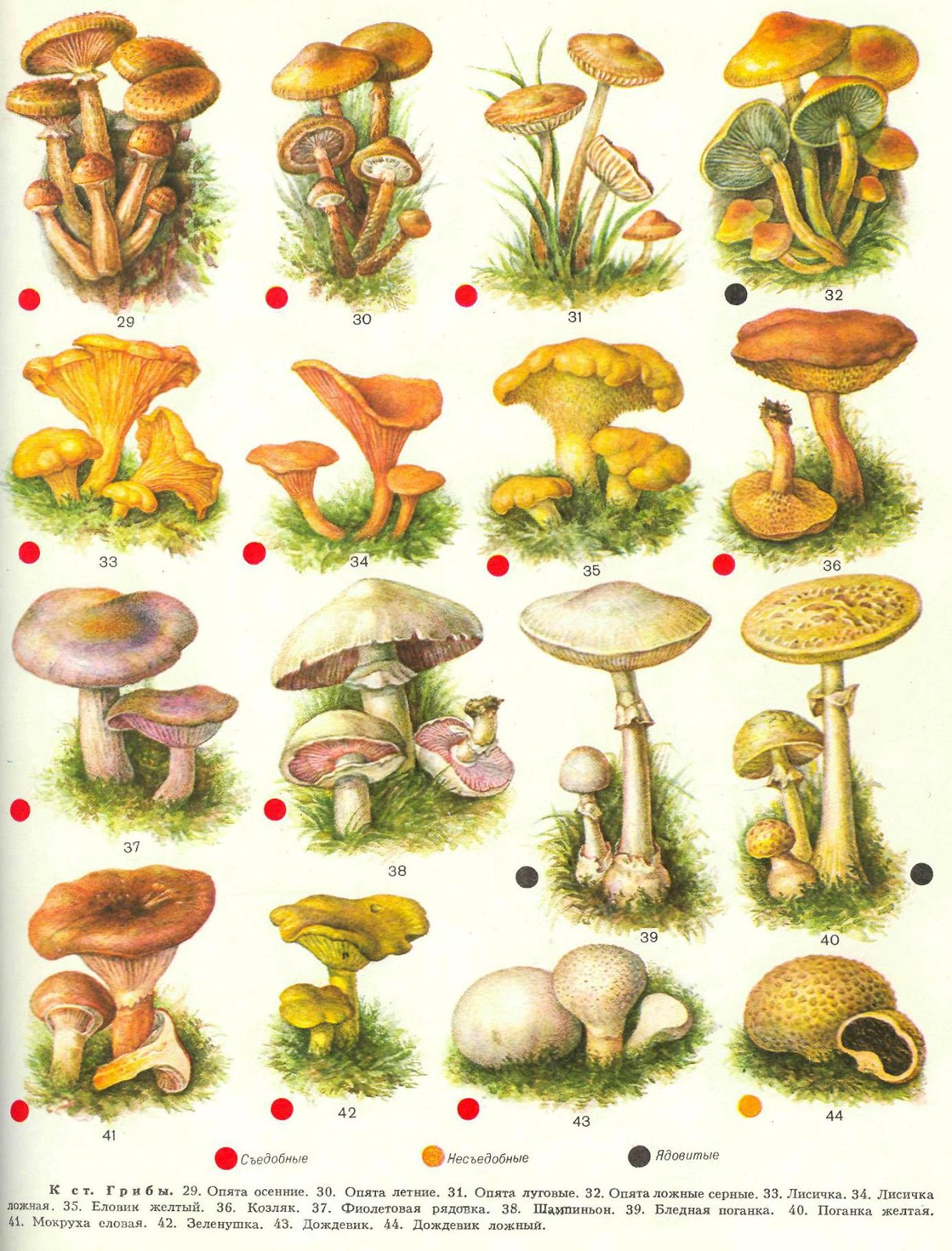 Гри д. Съедобные грибы и несъедобные грибы. Грибы съедобные несъедобные и ядовитые. Рисунки съедобных грибов и несъедобных грибов с названиями. Грибы седобгые и не съедобгые.