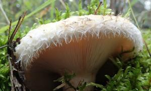 White milk mushroom: botanical description and collection places