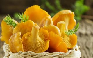 Chanterelle mushrooms and recipes for preparing them for the winter