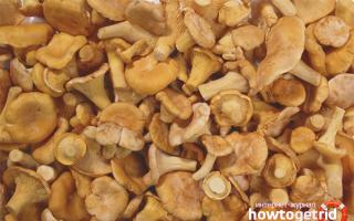 How to freeze chanterelles for the winter: 4 ways