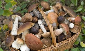 Грибная икра из вареных грибов — рецепты на зиму