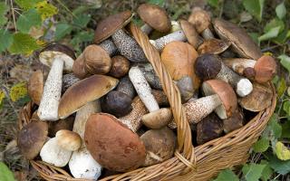 Грибна ікра з варених грибів - рецепти на зиму