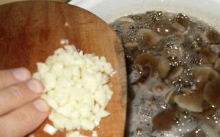 Marinating honey mushrooms - recipes for the winter