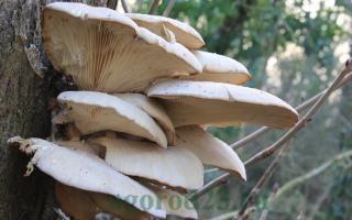 Vrste gljiva bukovača koje se mogu uzgajati kod kuće
