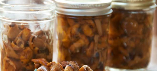 Canned chanterelles for gourmets and foresters