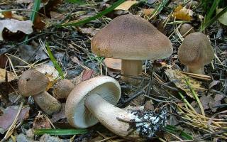 Виды грибов рядовок: фото с названиями, описание