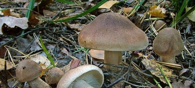 Types de champignons de rang: photos avec noms, description