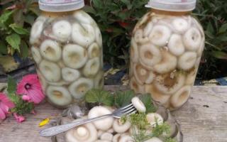 Metoder för att frysa vita mjölksvampar för långtidsförvaring