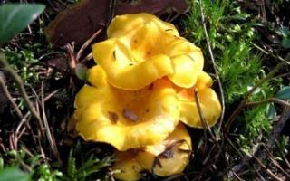 What do chanterelle mushrooms look like, where do they grow and how are they useful?