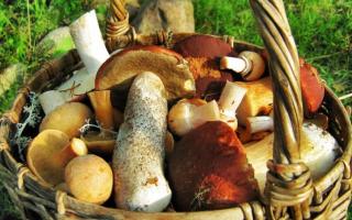 Pilzsuppe mit Fleisch und Kräutern – ein klassisches Rezept