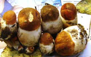 Pickled boletus for the winter