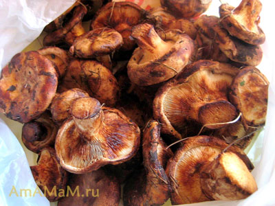 Рецепты приготовления грибов Свинушек