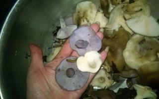 Як заморозити гриби рядовки на зиму