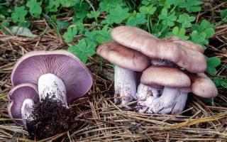 Row mushrooms - photo and description of what row mushrooms look like