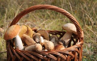 How to pickle boletus for the winter: the best recipes