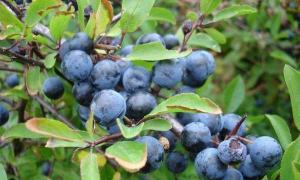 Ricette per marmellata di spine per l'inverno con e senza semi È possibile congelare le spine per l'inverno?