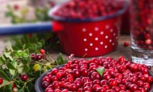 Lingonberry disapu dengan gula untuk musim sejuk Lingonberry ditutup dengan gula untuk musim sejuk tanpa dimasak