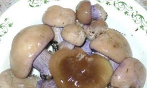 Är den bittra svampen ätbar?