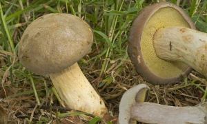 Моховик, або маслюк жовто-бурий (Suillus variegatus) Корисні властивості гриба