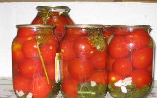 Come salare i pomodori in modo semplice e freddo in un secchio, una botte, una padella, dei barattoli?