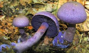 Recept på blå stamsvamp Ätliga svampar med lila stjälk