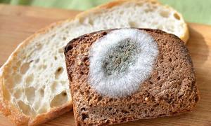 Γιατί είναι μουχλιασμένο το ψωμί Γιατί το ψωμί μουχλιασμένο δεν είναι μπαγιάτικο