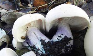 Beskrivning av den violetta raden (lepista glabrous), där svampen växer ätbara svampar med en lila stjälk