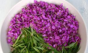 Biljka ivan čaj (angustifolia fireweed): opis, sastav, primjena i korisna svojstva Ivan čaj kojoj porodici biljaka pripada?