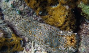 Голотурія – лікувальний морський огірок